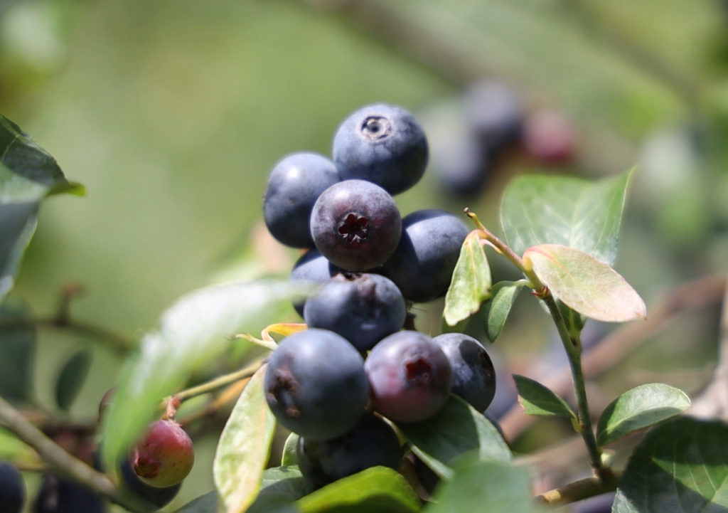 The Texas Bucket List The Blueberry Place in Nacogdoches