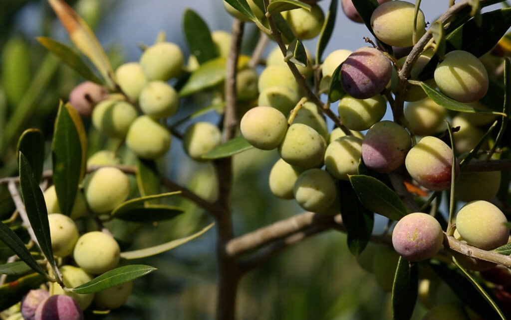 The Texas Bucket List Texas Hill Country Olive Oil Co. in Dripping